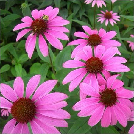 Echinacea Polyphenol